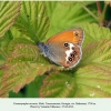 coenonympha arcania georgia male 2